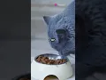 Blue Buffalo Tastefuls Healthy Delicious for Your Cat
