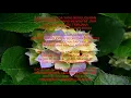 Download Lagu Lagu Buddhis Populer PARINIBBANA