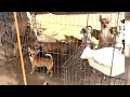 150 Dogs Rescued From Hoarding Conditions in Arizona Desert