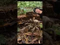 bird eating spider