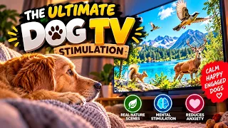 🐶 Ultimate Dog Stimulation TV | Keep Them Busy While You’re Away