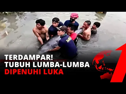 Dramatis! Tubuh Dipenuhi Luka, Warga Evakuasi Seekor Lumba-lumba | tvOne