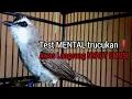 Download Lagu Trucukan gacor Cuk cuk NEMBAK sambung GARUDA ini ampuh untuk pancingan trucukan agar bunyi Gacor Dor