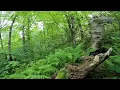 Timber Cruising in Southern New England Basic Forest Inventory for forestry