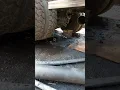 Si gedang ngadat hayang di angkog