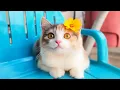 Download Lagu Relaxing Tunes for Cats Comfort - Stress Reducing Music for Cats, Cat Relaxation Music, Deep Sleep