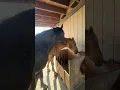 Mustangs and Down Syndrome