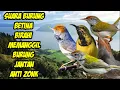 Download Lagu suara pikat burung betina memanggil jantan paling ampuh sogon prenjak kepala merah prenjak lumut a35