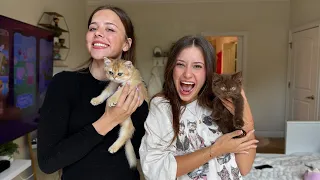 Get New Kitties With Us
