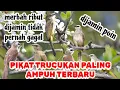 Download Lagu PIKAT TRUCUKAN PALING AMPUH TERBARU | suara pikat trucuk 100% tidak pernah gagal