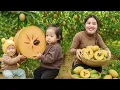Download Lagu Harvesting a giant sapodilla garden with 2 children and selling at the market