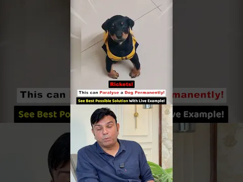 Rickets❗️This can Paralyse a Dog Permanently❗️See Best Possible Solution With Live Example❗️