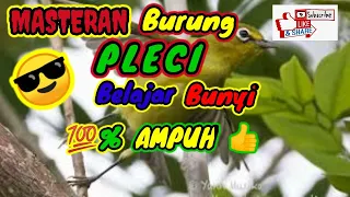 masteran pleci bahan di jamin 5 menit langsung nyaut buka paruh