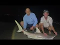 2026 Blacktip shark
