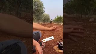 بتتوقعو سهم يطلع متل ابوه ولا لا خيل العربي الاصيل Horse 