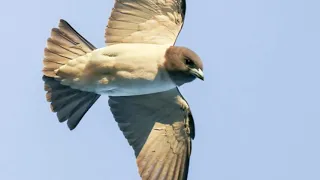 suara burung kekep babi white breasted woodswallow 