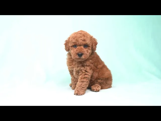 動画