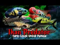 Download Lagu 10 Jenis Ikan Predator Air Tawar  untuk Pemula