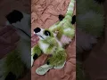 I made a realistic dinosaur plushie fursona