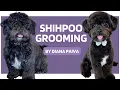 Shihpoo Dog Grooming tips - Dica de tosa