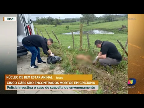 Suspeita de envenenamento: cinco cães são encontrados mortos
