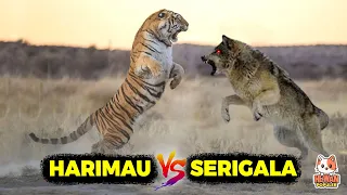 Download Siapa Paling Cerdas Dan Kuat Jika Harimau Vs Serigala Ketemu Di Alam Liar.! MP3