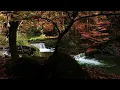 Musique Zen - Flûte, Cloches Tibétaines et Bruit de la Nature - Relaxation, Dormir