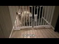 【猫グッズ】お出迎えしてくれたララの様子を撮影しました。＃２