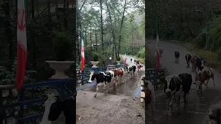 Mazandaran Iran لیلی جان مازندران 