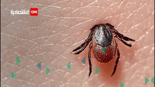 مشاهير أ صيبوا بداء لايم وآخرهم بيلا حديد  فما هو  دندنها