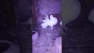 يا عم استنى انا بلعب في المجال قبل ما امك تفكر تجيب عيال 