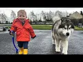 Download Lagu Adorable Baby Boy Teaches His Wolf To Howl! (Cutest Ever!!)