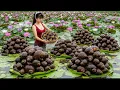 Lagu CEO Girl Digs Mud to Harvest Fat Stuffed Snails \u0026 Mussel – Local Market Sells Out Fast