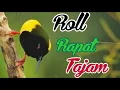Download Lagu masteran full roll tembakan kasar dan rapat khusus murai batu kacer cucak ijo burung kicau lainnya