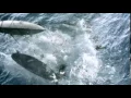 Download Lagu Moby Dick (2010) Trailer