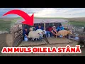Download Lagu Video Special !! Mulgem OILE ! NU O SĂ CREZI ce s-a întâmplat la stână! 🐑😱