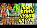Download Lagu Suara Prenjak Tamu Jantan Gacor Nembak, VOLUME Lantang \u0026 JERNIH , Cocok Sebagai Pikat SUPER AMPUH