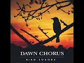 Dawn Chorus