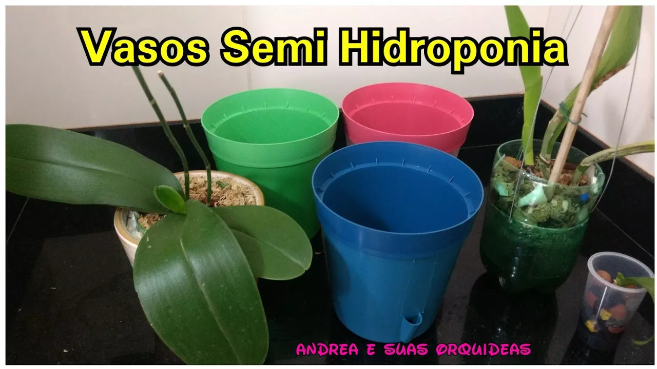 ORQUÍDEAS NO VASO COM RESERVATÓRIO (SEMI HIDROPONIA) E RESULTADO DA ORQUÍDEA SEM RAIZ