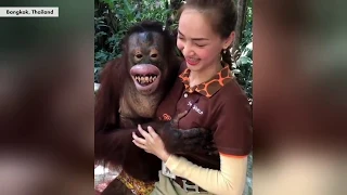 Orangutan Gropes Female Animal Handler New York Post 