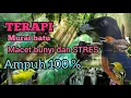 Download Lagu Terapi murai batu stres dan macet bunyi