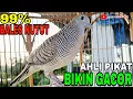 Download Lagu PERKUTUT LOKAL GACOR PANCINGAN PALING AMPUH SUPAYA GACOR