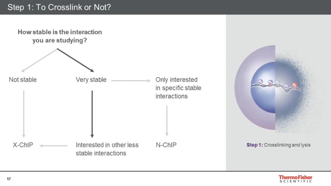 Chromatin Immunoprecipitation: Five Steps to Great Results webinar