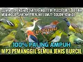 Download Lagu Suara pikat - Untuk Semua Jenis Burcil Liar Alas, Kebon, Hutan Ampuh