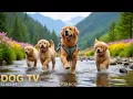 Download Lagu 12 Hours of Dog TV for Dogs to Watch 🐶 Relaxing Dog Music 🎶 Anti Stress \u0026 Separation Relief