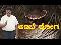 Download Lagu ಅಡಿಕೆ ತೋಟದಲ್ಲಿ ಅಣಬೆ ರೋಗಕ್ಕೆ ಕಾರಣವೇನು ಗೊತ್ತಾ...?
