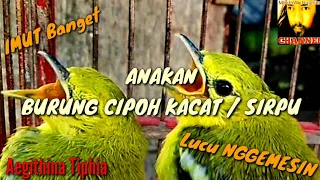 Download ANAKAN BURUNG CIPOH KACAT / SIRPU, Aegithina Tiphia MP3