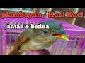 Download Lagu Tips membedakan burung plamboyan jantan dan betina