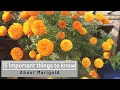 Download Lagu 5 most important things to know about marigold | Organic garden | e URBAN ORGANIC GARDEN