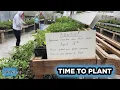 Shopping The Tennessee Amish Markets To Fill The Raised Bed Garden Boxes 2023-28